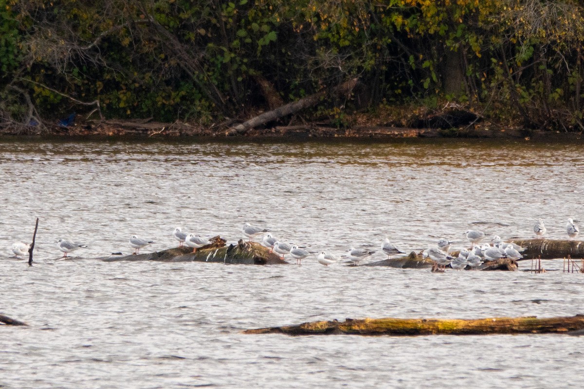 Gabbiano di Bonaparte - ML644321057