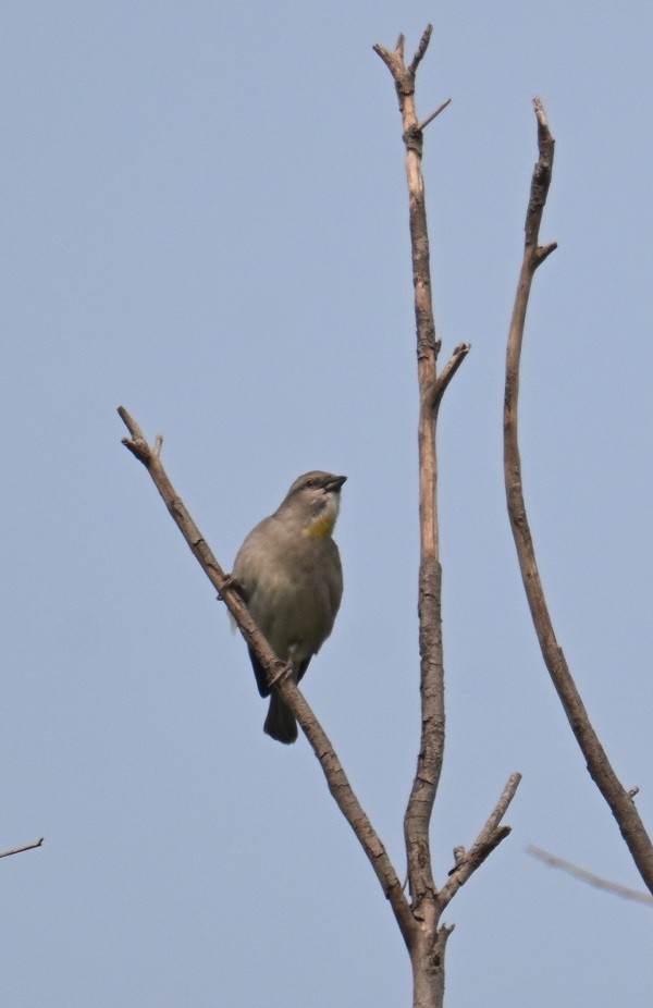 Sarı Boğazlı Serçe - ML644321075