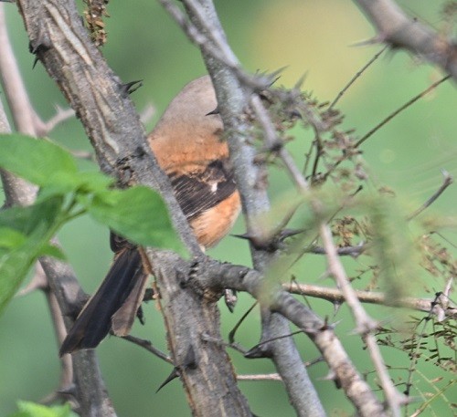 Alcaudón Schach - ML644321083