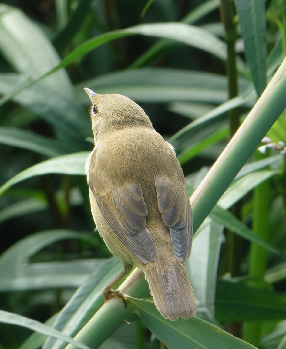 Rousserolle effarvatte - ML644321099