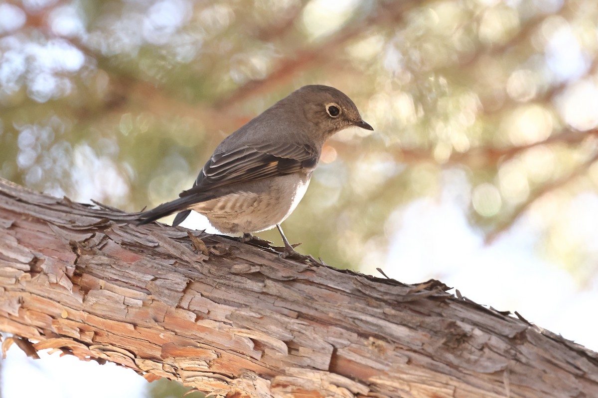 Townsend's Solitaire - ML644321102