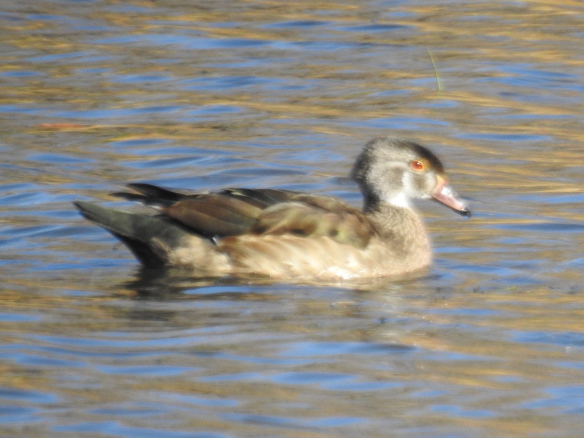 Wood Duck - ML644321109