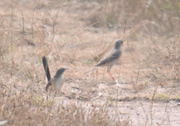 Щеврик sp. - ML644321110