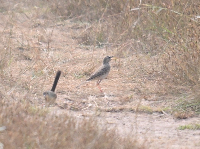 Щеврик sp. - ML644321111