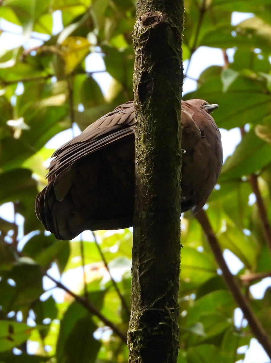 holub krátkozobý - ML644321130