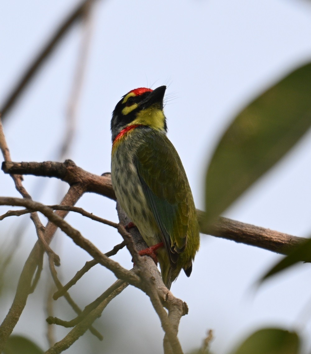 Al Göğüslü Barbet - ML644321131