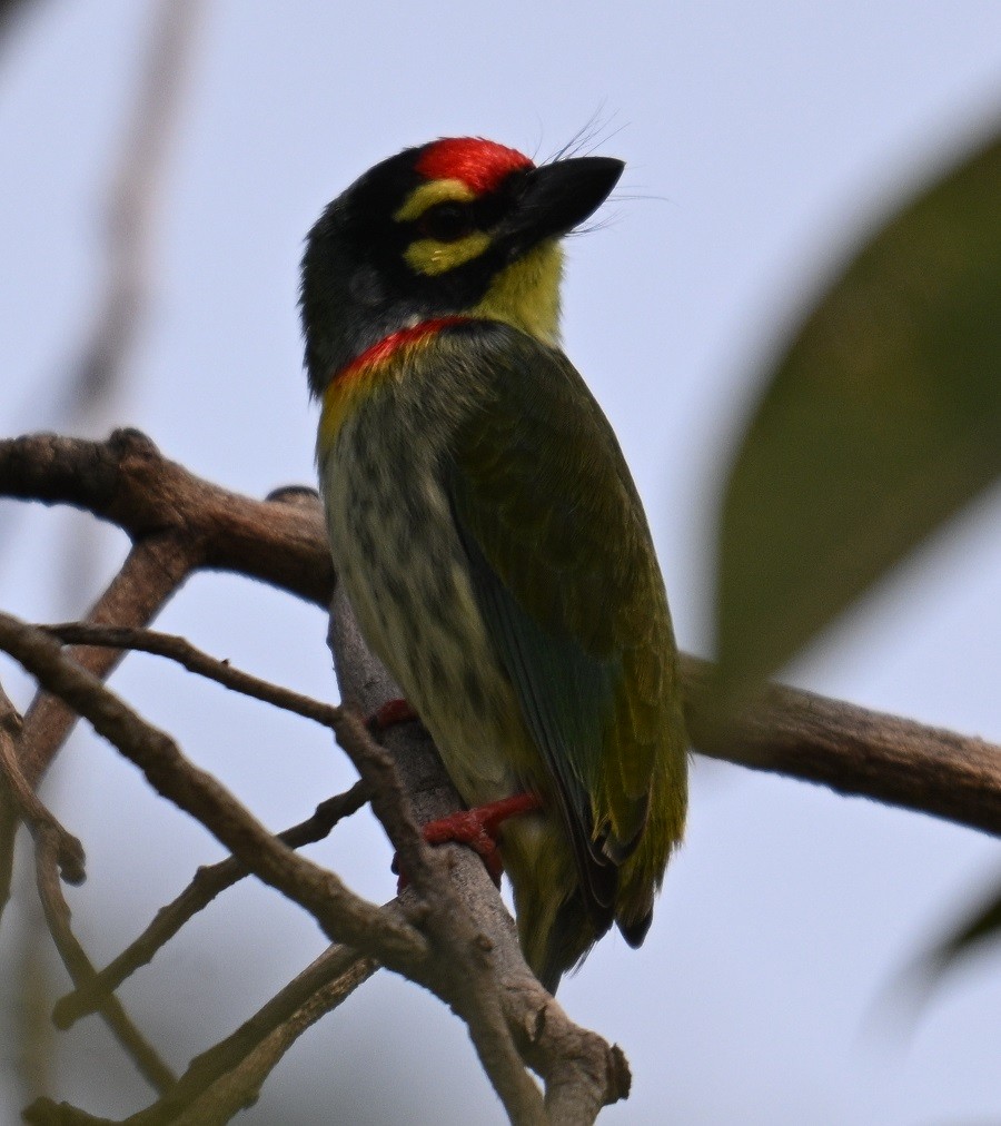 Al Göğüslü Barbet - ML644321132