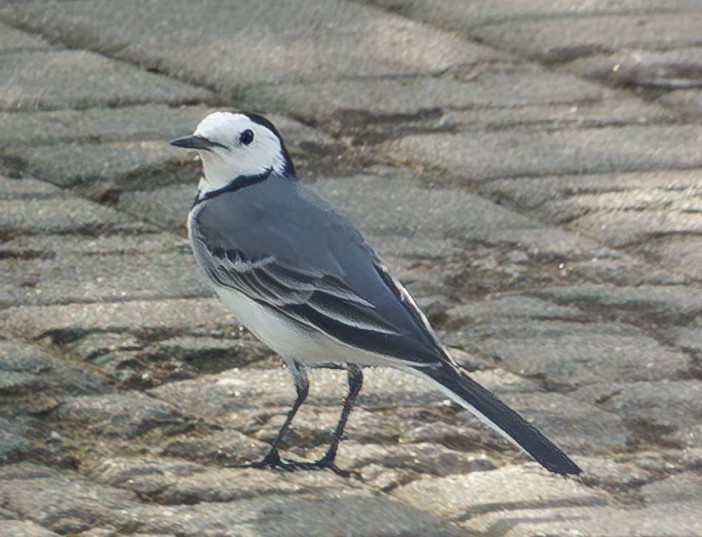 White Wagtail - ML644321152