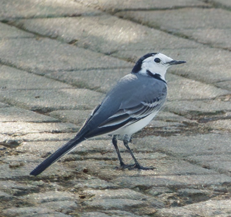 White Wagtail - ML644321153