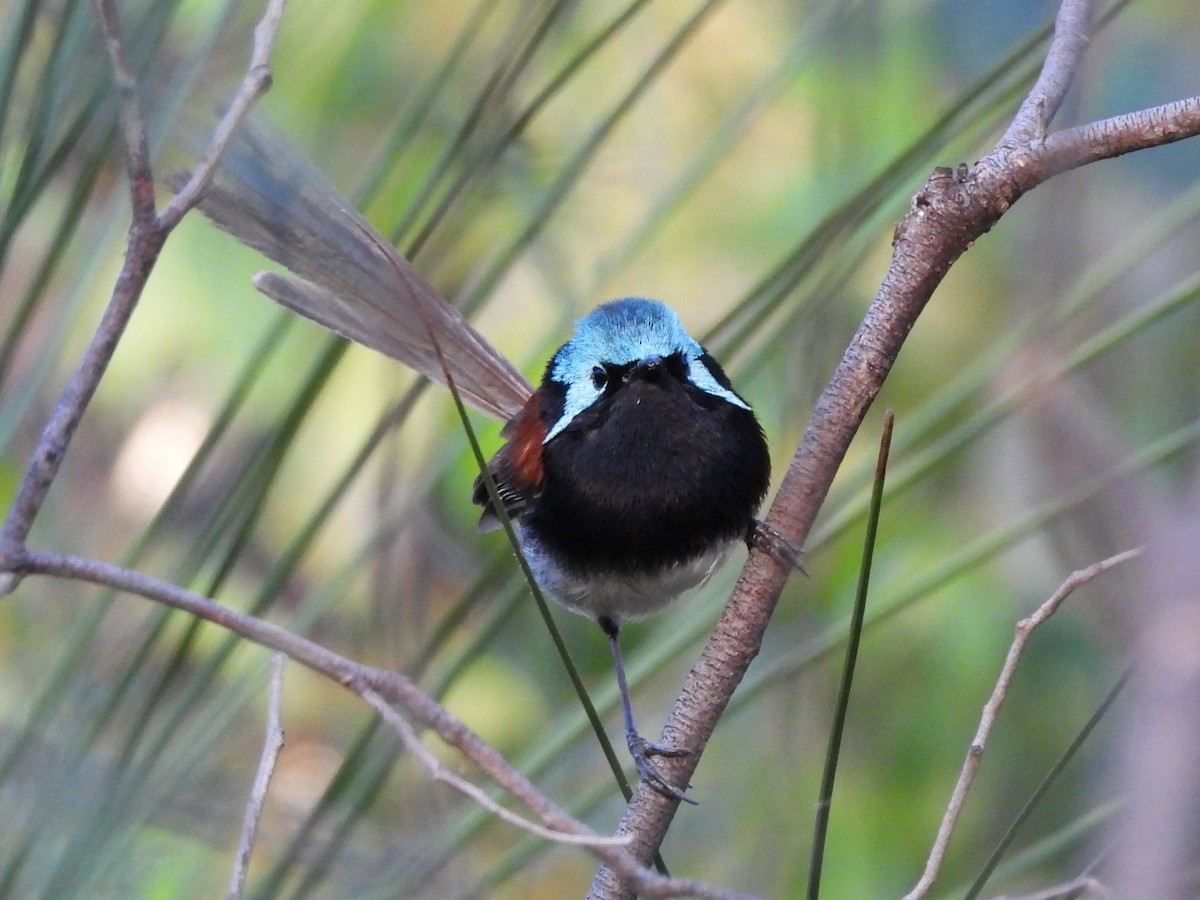 Малюр червоноплечий - ML644321156