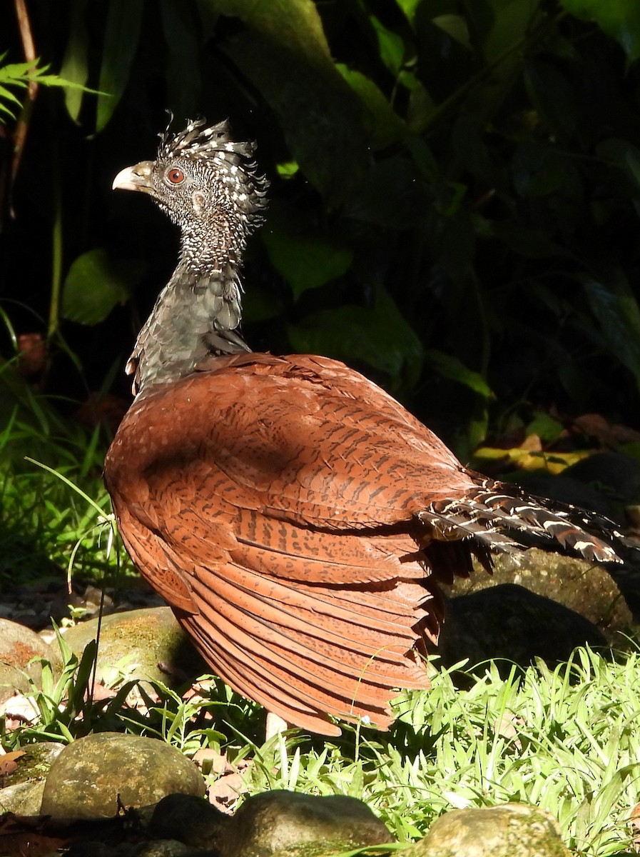 Кракс великий - ML644321157