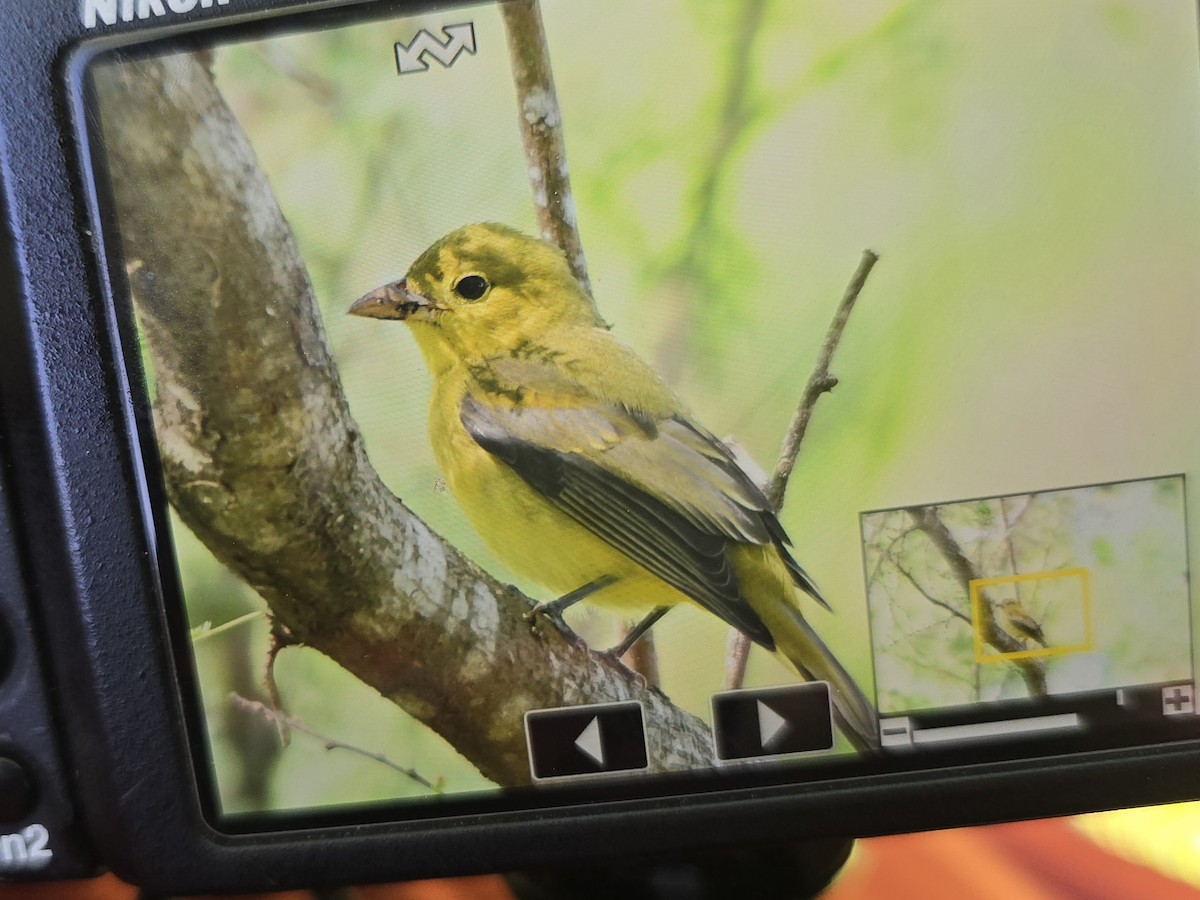 Scarlet Tanager - ML644321172