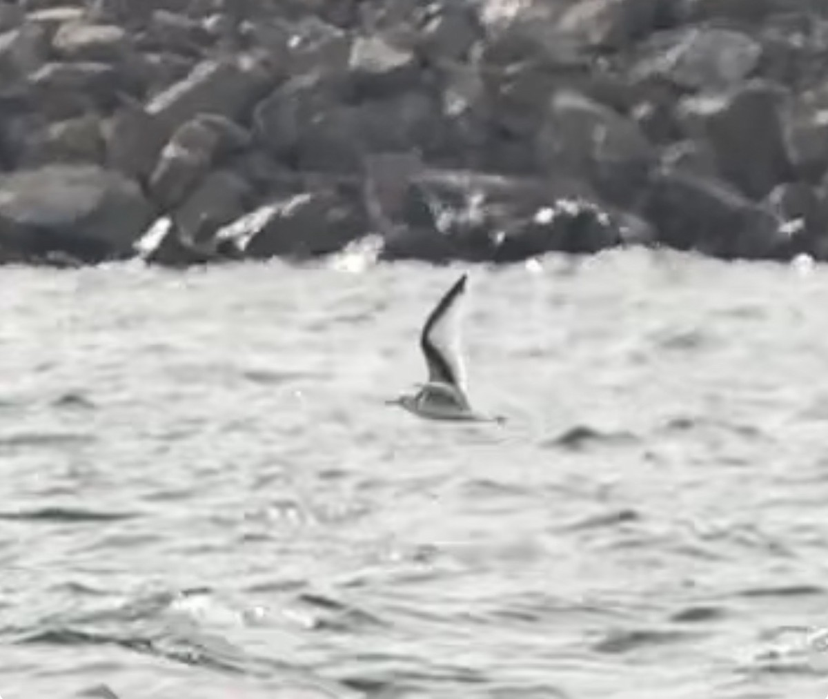 Black-legged Kittiwake - ML644321175