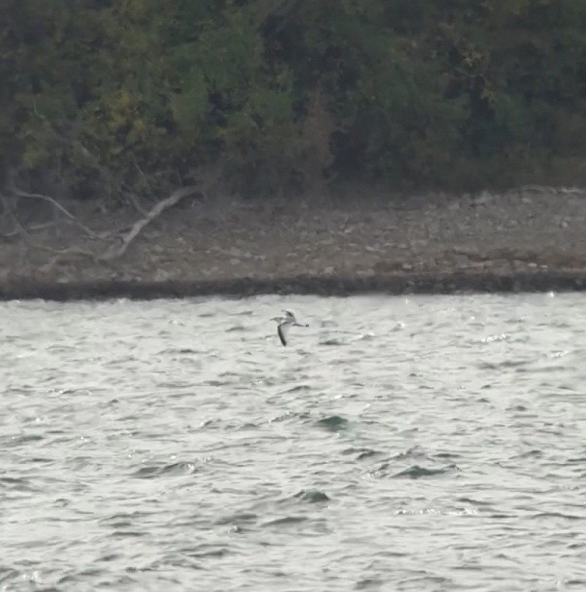 Black-legged Kittiwake - ML644321176