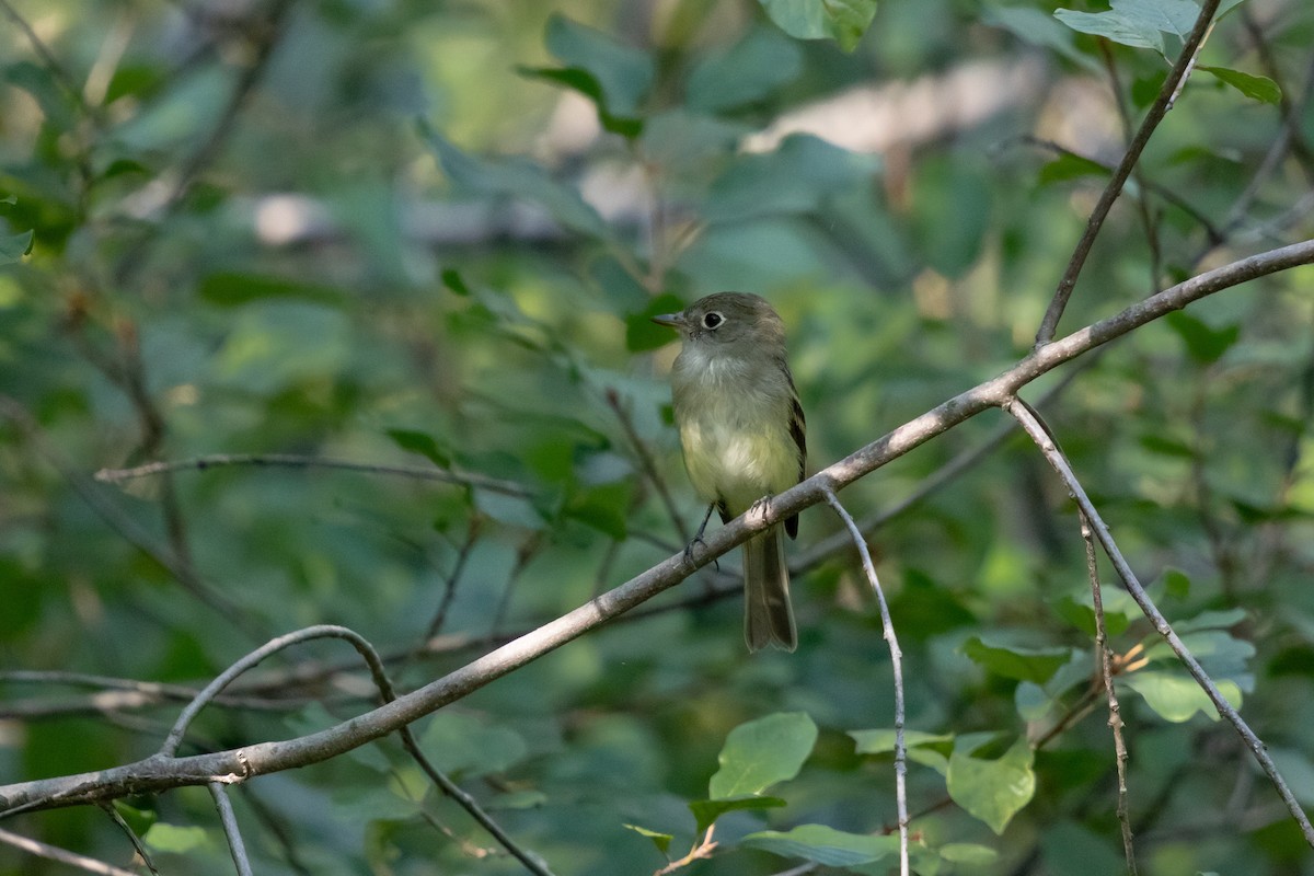 Least Flycatcher - ML644321188