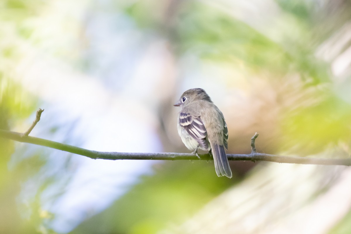 Least Flycatcher - ML644321189
