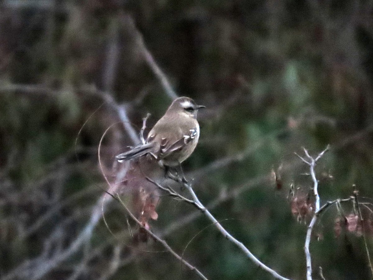 Чилийский пересмешник - ML644321196