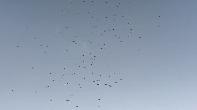 Western Cattle-Egret - ML644321198