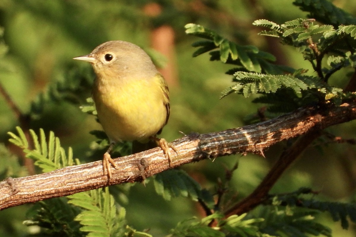 ズアカアメリカムシクイ - ML644321200