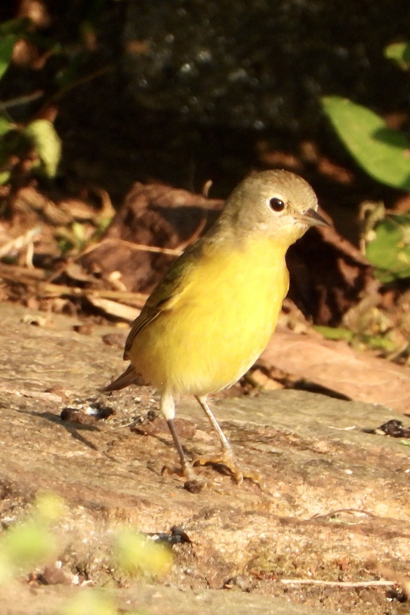 ズアカアメリカムシクイ - ML644321209