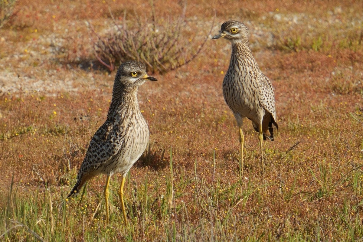 Spotted Thick-knee - ML644321227