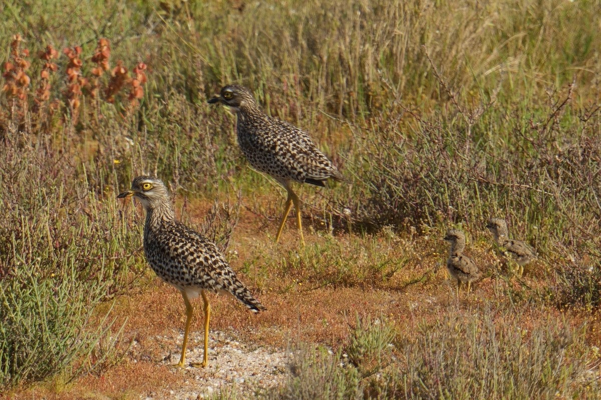 Spotted Thick-knee - ML644321228