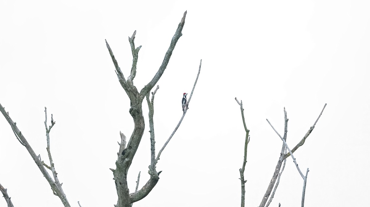 Middle Spotted Woodpecker - ML644321229