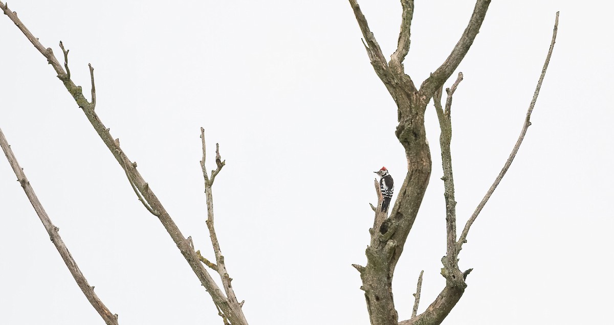 Middle Spotted Woodpecker - ML644321231