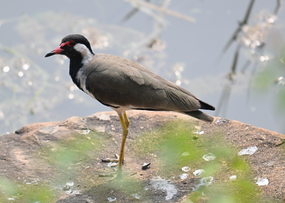 čejka černoprsá - ML644321241