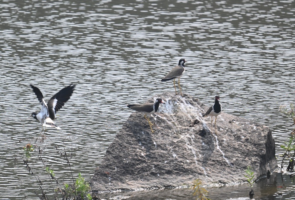 čejka černoprsá - ML644321242