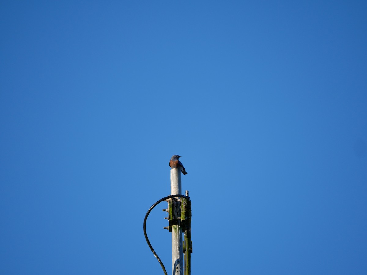 salašník západní - ML644321243