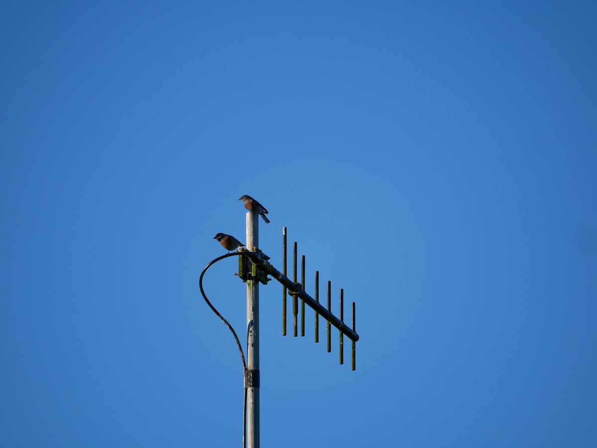 salašník západní - ML644321244