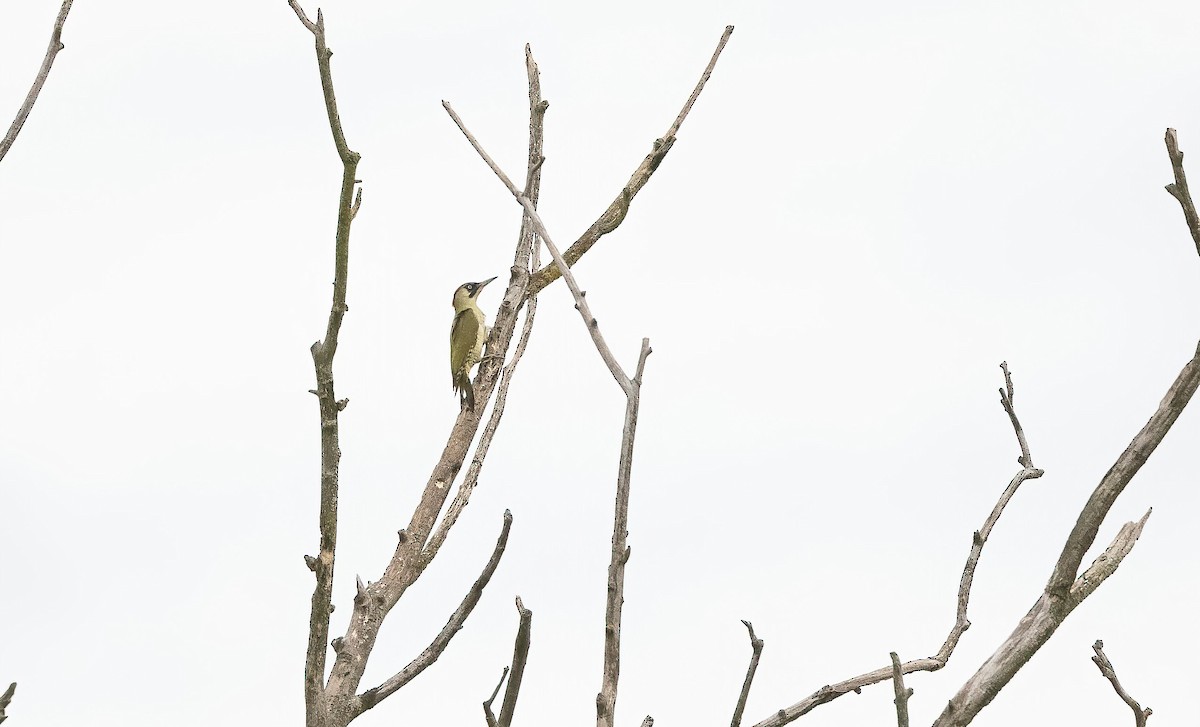 Жовна зелена (підвид viridis/karelini) - ML644321246