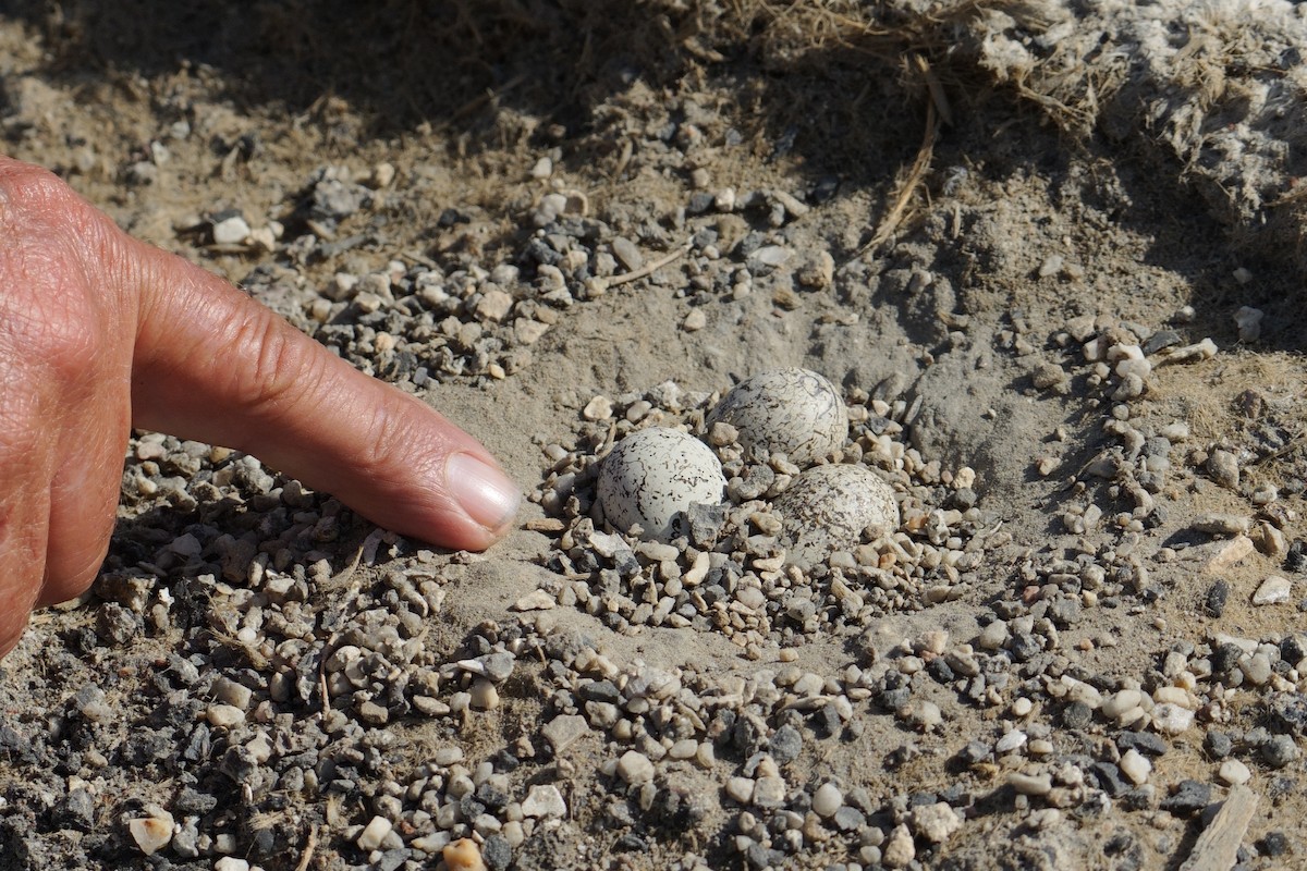 Kittlitz's Plover - ML644321263