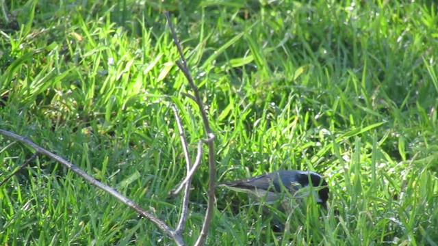 煤山雀 - ML644321269