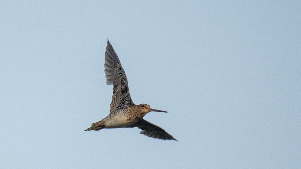 ハリオシギ - ML644321284