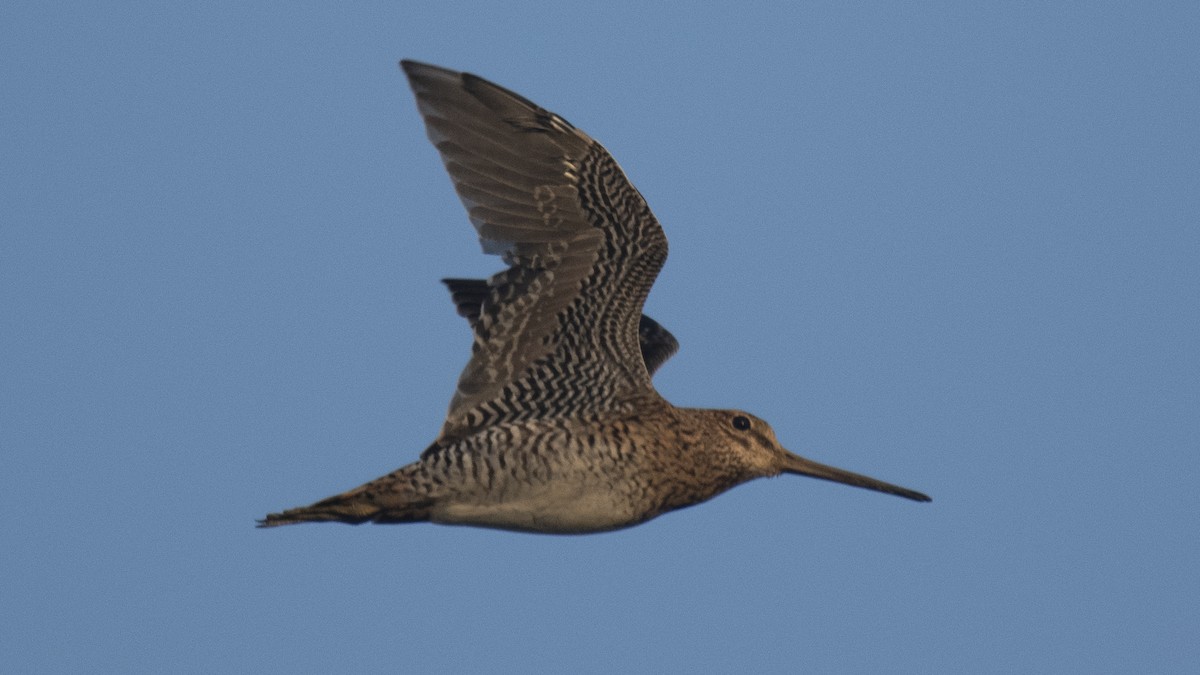 ハリオシギ - ML644321285