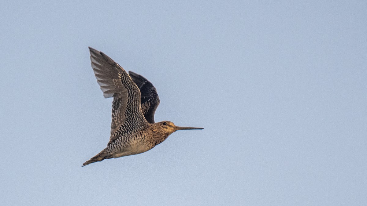 ハリオシギ - ML644321286