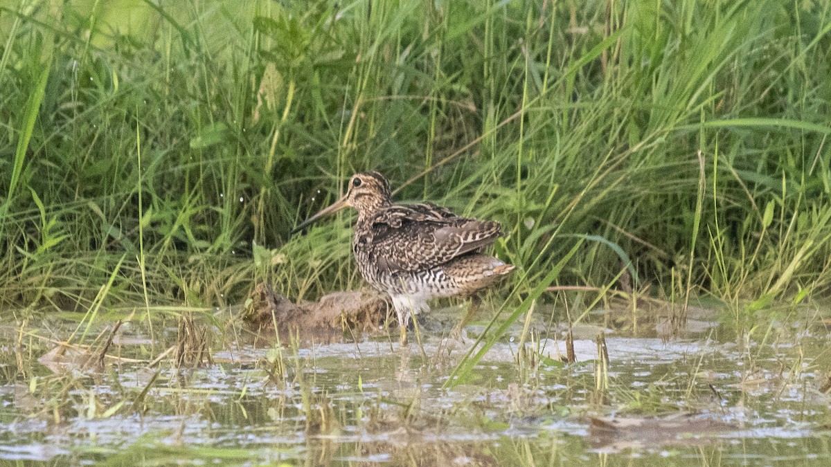 ハリオシギ - ML644321287