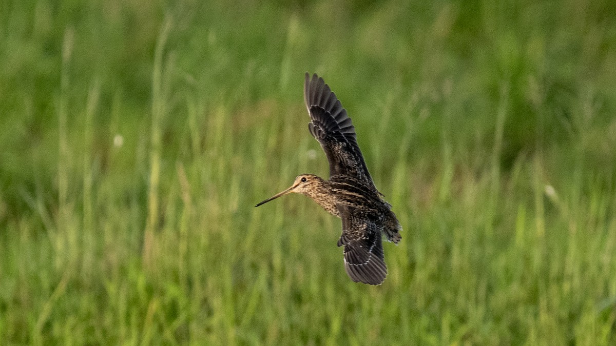 ハリオシギ - ML644321288