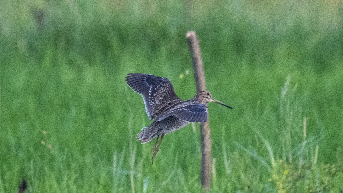 ハリオシギ - ML644321289