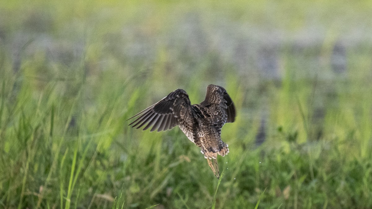 ハリオシギ - ML644321291