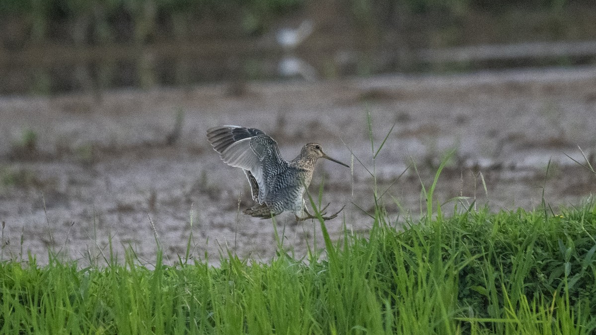 ハリオシギ - ML644321292