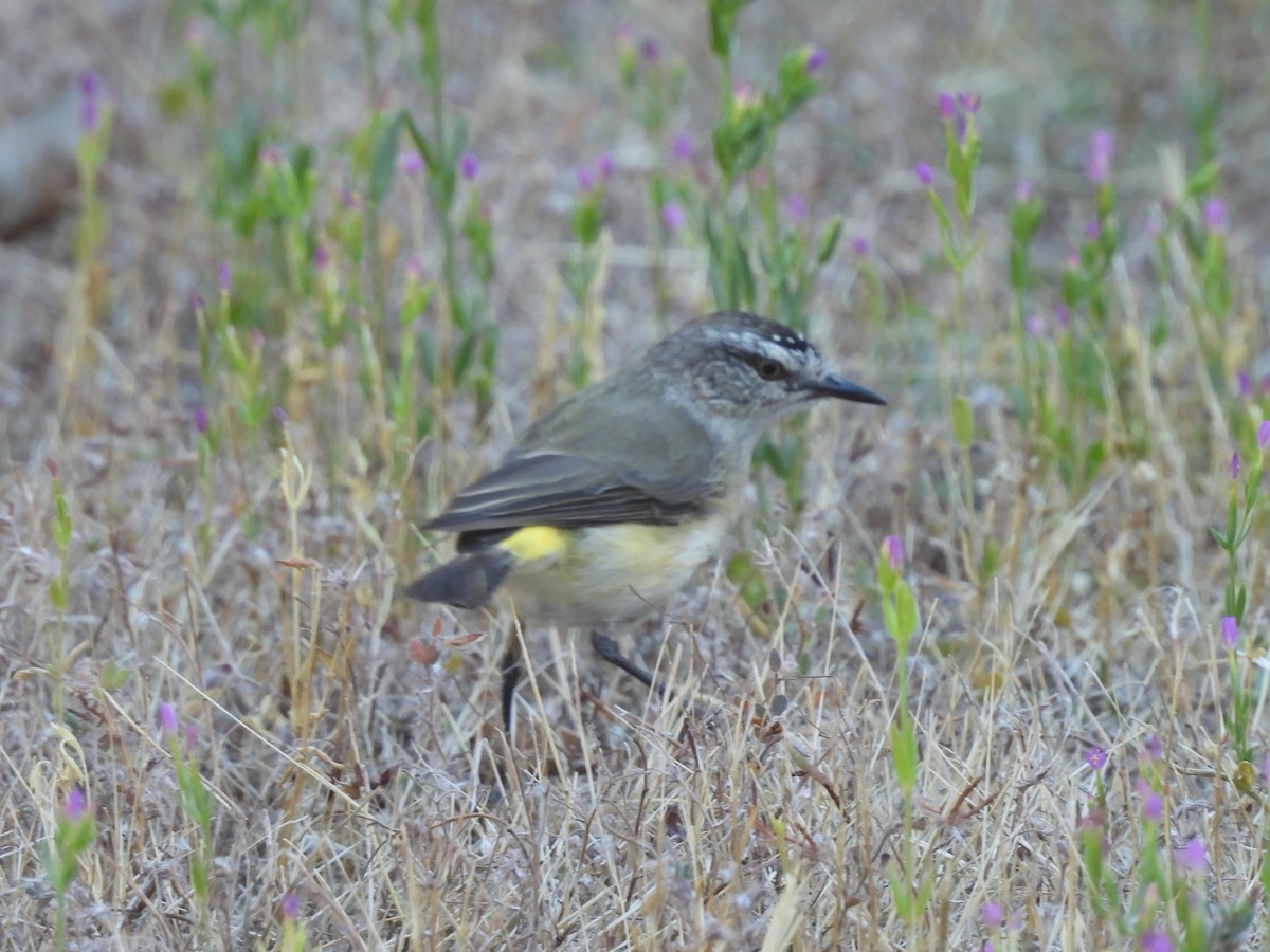 Yellow-rumped Thornbill - ML644321321