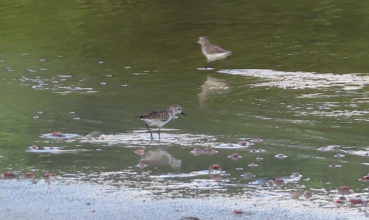 Bergstrandläufer - ML644321337