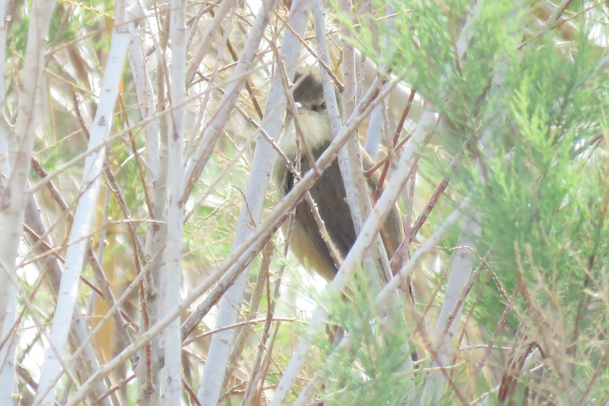 Clamorous Reed Warbler - ML644321347