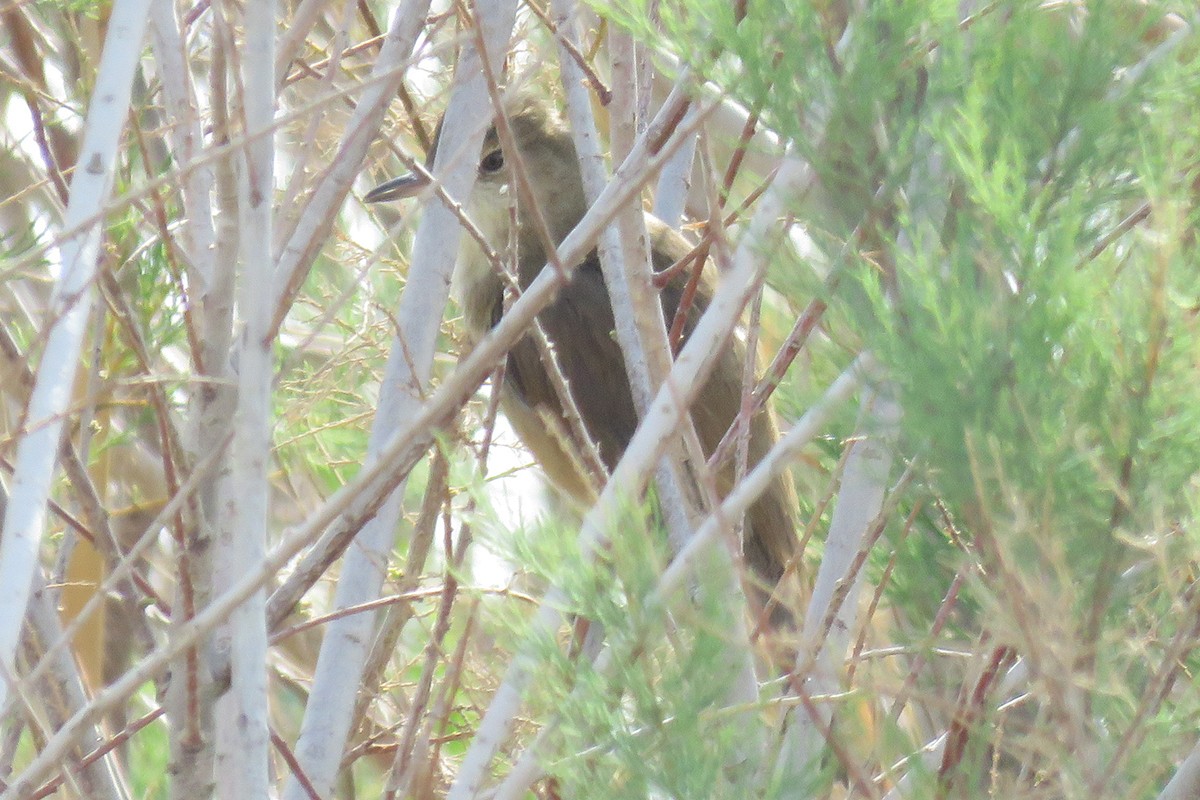 Clamorous Reed Warbler - ML644321348