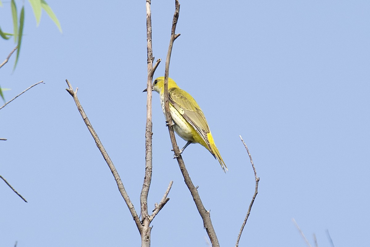 זהבן הודי - ML644321350