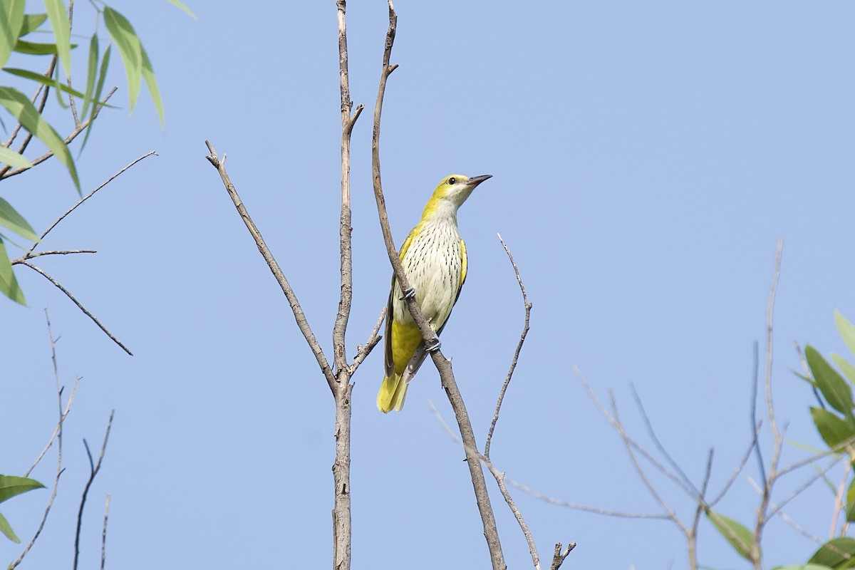 זהבן הודי - ML644321351
