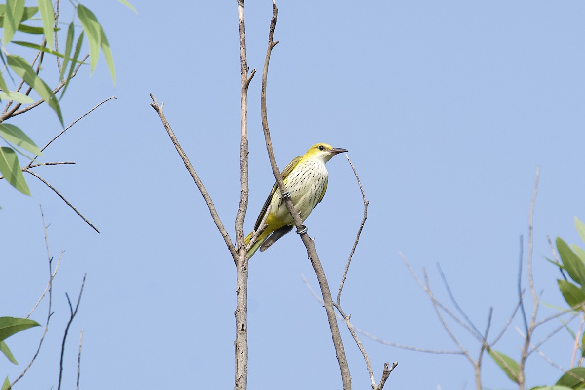 זהבן הודי - ML644321352